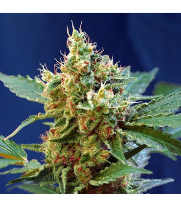 Auto Cream Mandarine XL 100 u. fem. Sweet Seeds