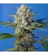 Crystal Candy F1 Fast Version 5+2 u. fem. Sweet Seeds