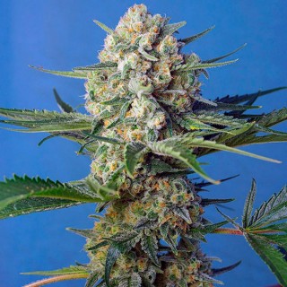 Crystal Candy F1 Fast Version 5+2 u. fem. Sweet Seeds