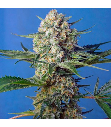 Crystal Candy F1 Fast Version 5+2 u. fem. Sweet Seeds