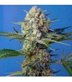 Crystal Candy F1 Fast Version 5+2 u. fem. Sweet Seeds
