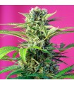 Chem Beyond Diesel C.B.D. fem. Sweet Seeds