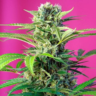 Chem Beyond Diesel C.B.D. 5+2 u. fem. Sweet Seeds