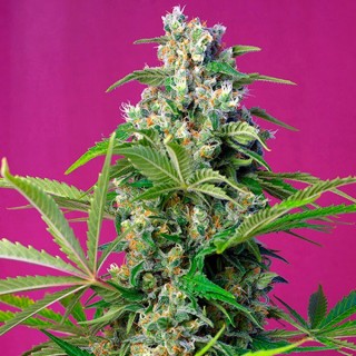 Gorilla Girl fem. Sweet Seeds