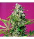 Gorilla Girl 5+2 u. fem. Sweet Seeds