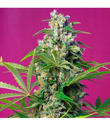 Gorilla Girl 5+2 u. fem. Sweet Seeds