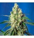 Green Poison CBD fem. Sweet Seeds