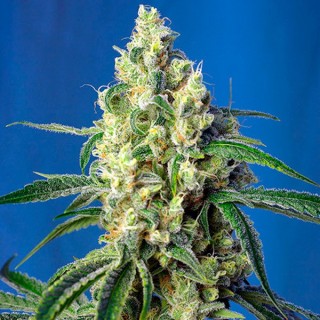 Green Poison CBD fem. Sweet Seeds