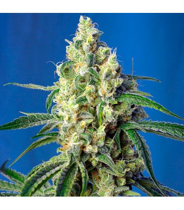 Green Poison CBD fem. Sweet Seeds