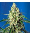 Green Poison CBD fem. Sweet Seeds