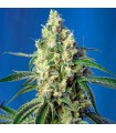 Green Poison CBD 5+2 u. fem. Sweet Seeds
