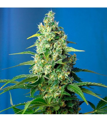 Auto CBD Honey Peach fem. Sweet Seeds