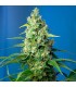Auto CBD Honey Peach 5+2 u. fem. Sweet Seeds