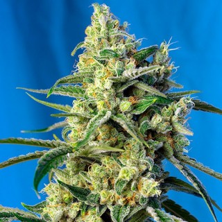 Sweet Amnesia Haze 5+2 u. fem. Sweet Seeds