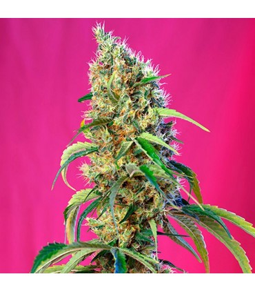 Black Jack CBD fem. Sweet Seeds