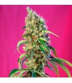 Black Jack CBD fem. Sweet Seeds