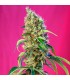 Black Jack CBD 5+2 u. fem. Sweet Seeds