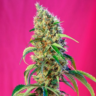 Black Jack CBD 5+2 u. fem. Sweet Seeds