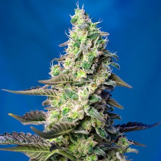 Auto Green Poison XL fem. Sweet Seeds