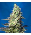 Auto Green Poison XL 5+2 u. fem. Sweet Seeds