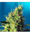 Sweet Pure CBD fem. Sweet Seeds