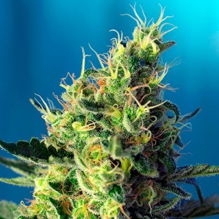 Sweet Pure CBD 5+2 u. fem. Sweet Seeds