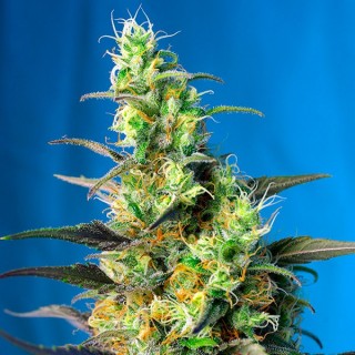 Ice Cool CBD fem. Sweet Seeds