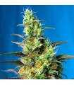 Ice Cool CBD fem. Sweet Seeds