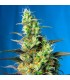 Ice Cool CBD 5+2 u. fem. Sweet Seeds