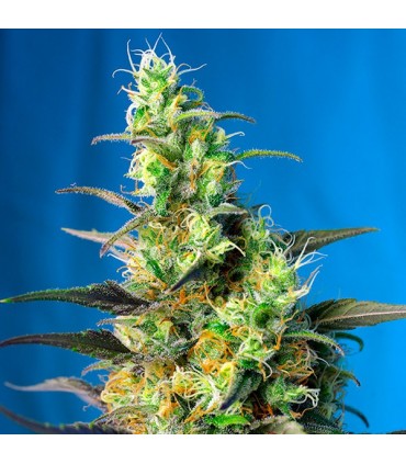 Ice Cool CBD 5+2 u. fem. Sweet Seeds