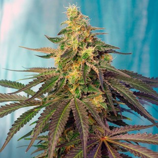 Cream Caramel CBD 3+1 u. fem. Sweet Seeds