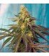 Cream Caramel CBD 5+2 u. fem. Sweet Seeds