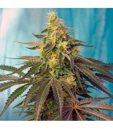 Cream Caramel CBD 5+2 u. fem. Sweet Seeds