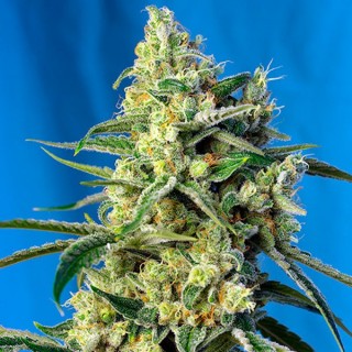 Sweet Amnesia Haze 25 u. fem. Sweet Seeds