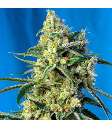 Sweet Amnesia Haze 100 u. fem. Sweet Seeds