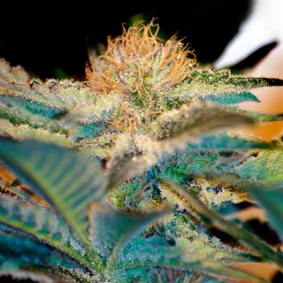 Mohan Ram   100 u. fem. Sweet Seeds