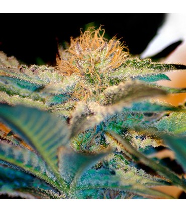 Mohan Ram   100 u. fem. Sweet Seeds