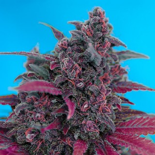 Auto Dark Devil   25 u. fem. Sweet Seeds