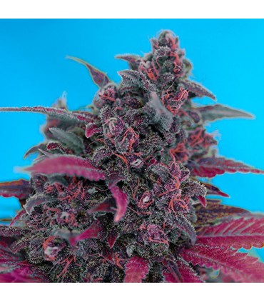 Auto Dark Devil   25 u. fem. Sweet Seeds