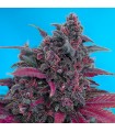 Auto Dark Devil   100 u. fem. Sweet Seeds