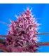 Auto Red Poison   25 u. fem. Sweet Seeds