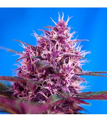 Auto Red Poison   25 u. fem. Sweet Seeds
