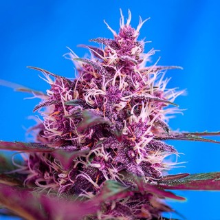 Auto Red Poison  100 u. fem. Sweet Seeds