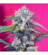 Auto Cream Mandarine   25 u. fem. Sweet Seeds