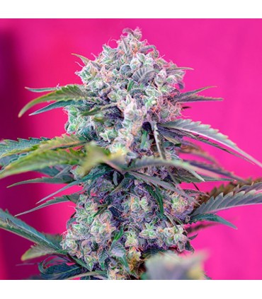 Auto Cream Mandarine   25 u. fem. Sweet Seeds