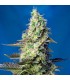 Auto Green Poison XL 100 u. fem. Sweet Seeds