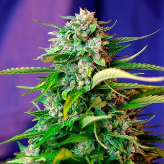 Auto Jack 47   25 u. fem. Sweet Seeds