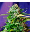 Auto Jack 47   25 u. fem. Sweet Seeds