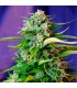 Auto Jack 47   100 u. fem. Sweet Seeds
