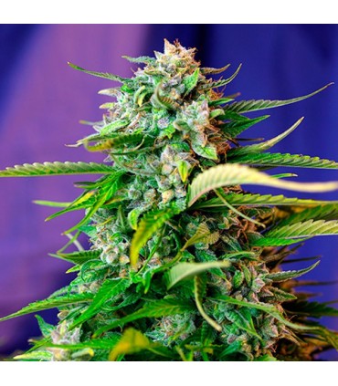 Auto Jack 47   100 u. fem. Sweet Seeds